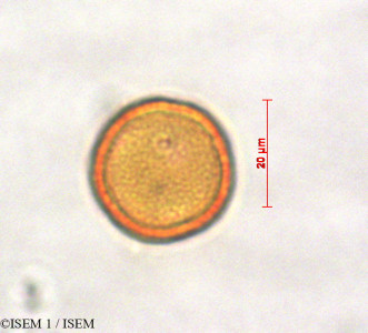 ISEM 1/Colignonia_rufopilosa_29105/Colignonia_rufopilosa_29105_0001(copy)_thumb.jpg